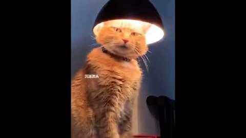 top funny cats videos 2022.