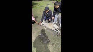 Feeding Kangaroo