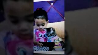 Gato e o celular
