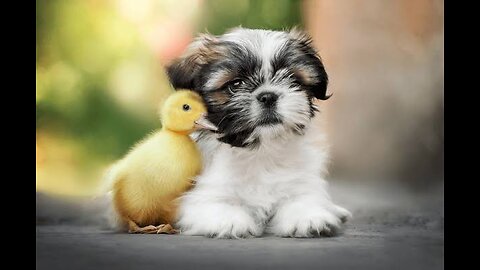 Puppy and duck love 😘
