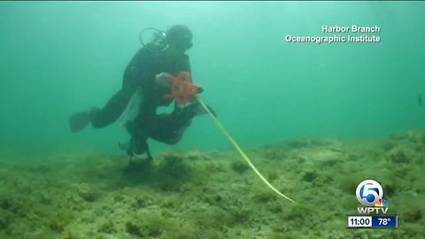 Near-shore reefs in St. Lucie County showing impacts from Indian River Lagoon