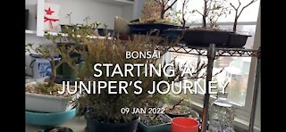 Starting a Juniper’s Bonsai Journey