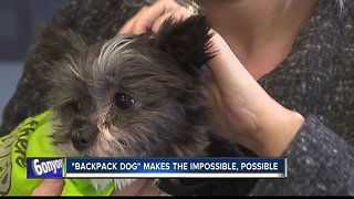 Dog found in backpack is making the impossible, possible