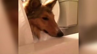 When Dogs’ Owner Tries To Take A Bath
