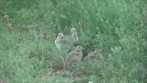 Eight Little Chicks - Ring Neck Pheasants