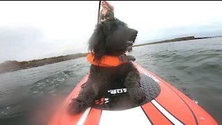 Paddle Board Video Test