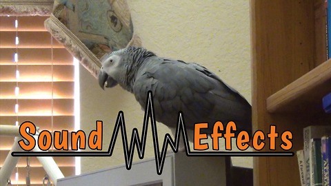 Parrot's amazing ability to reproduce various sound effects