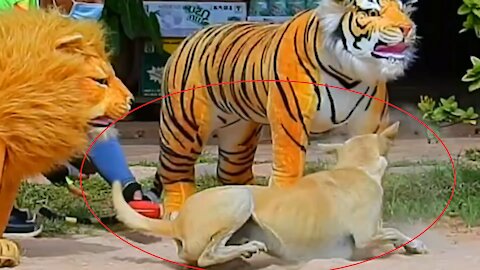 Prank dog with fake Lion and Fake Tiger Prank To dog | Videos Troll 2021