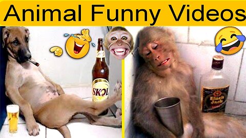 Animal Funny Rection video