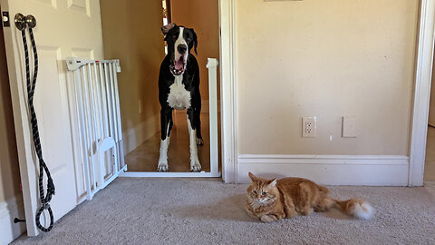 Funny Great Dane Complains Cat Won't Let Her In To Play Whack a Dane