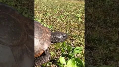 Gopher Tortoise on Egmont Key, Florida #shorts
