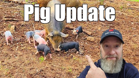 Update on the Pigs and Piglets - 4 @UncleTimsFarm