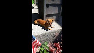 Loki the Chiweenie - Doing his favorite thing - Relaxing in the sun!
