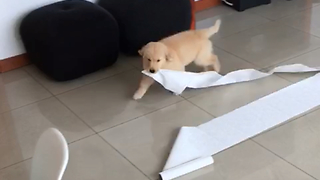 Puppy steals something from home. Very funny!