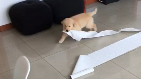 Puppy steals something from home. Very funny!