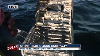 Stone Crab season open again: How to catch stone crabs