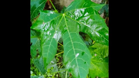 SIDE DISH USING CHAYA MANZA LEAVES