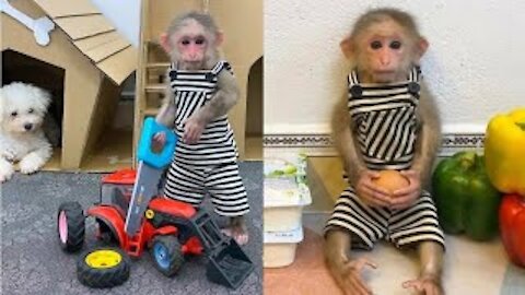 😍😂🤣Funny Monkey | Funny and Cute Monkey Videos Compilation - Monkey Videos😍😂🤣