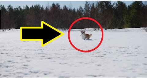 Dog Running on Outdoor Cover with Snow so cute