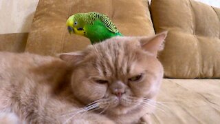 Кот и птица, милые животные #178