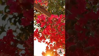Serenity in Nature: Crapemyrtle Flowers at Sunset | Relaxing Piano Music