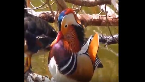 Wood Ducks in the Beauty of Nature