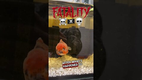 FATALITY DEAD GOLDFISH ☠️💀🏴‍☠️ #fancygoldfish #goldfishtank #aquarium #fishagression