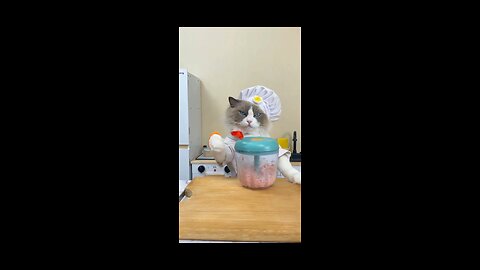 Very cute and funny cat becomes a chef😍