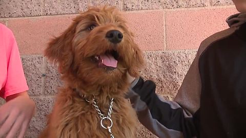 Faith Lutheran training adorable therapy dog to help students cope with tragedy