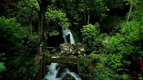 Beautiful Nature video 📸 Watar Revar Nature Lover's Beauty of the Jungle 💯