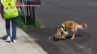 St. Pete relying on dogs to sniff out sewage problems
