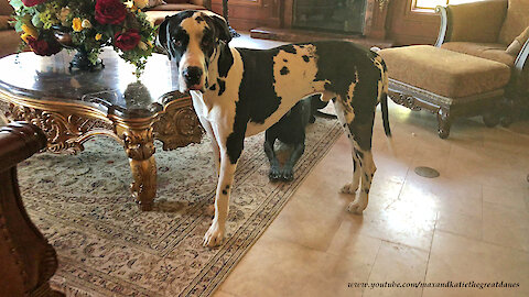 Hilarious Howling Harlequin Great Dane Will Make You Laugh