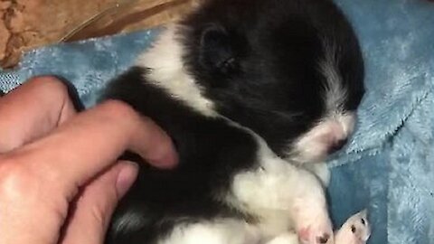 Tiny Puppy's Adorable Reaction To Scratches From Owner