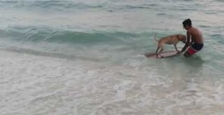 Ce chien est meilleur que vous au skimboard!