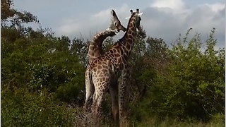Fighting / necking Giraffes