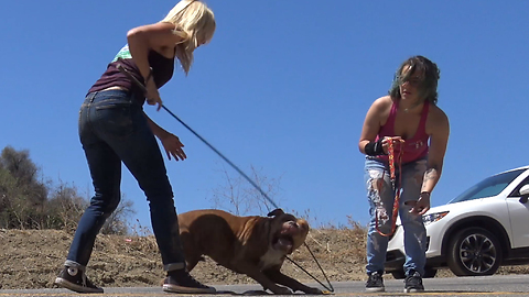 Pit Bull stranded in a canyon rescued by a Hope For Paws team.