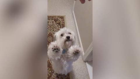 Dog Doing Trick in Slo-Mo is Super Majestic