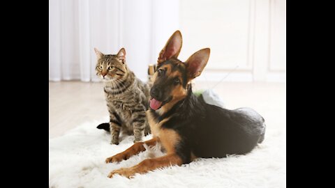 How To Train Your Dog To Leave Your Cat Alone And Get Along