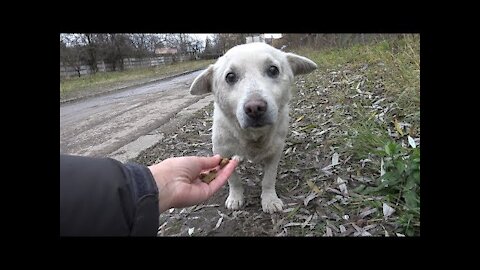 Rescue of a Scared Homeless Dog with a Broken Heart