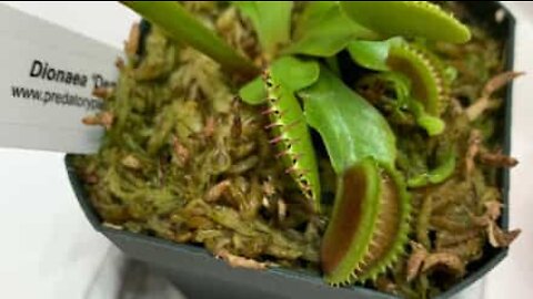 Watch this plant eat a spider