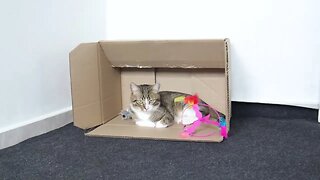 Funny Cat Loves Playing in a Box