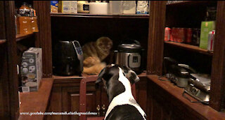 Cat Gives Great Dane The Evil Eye For Tattling On His Pantry Hiding Spot