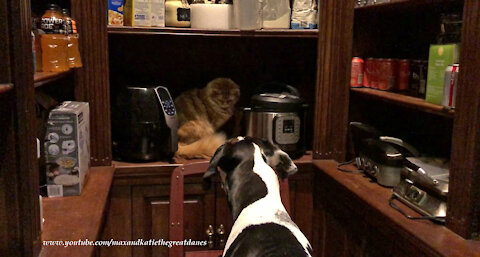 Cat Gives Great Dane The Evil Eye For Tattling On His Pantry Hiding Spot