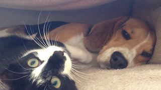 Patient Beagle Loses His Temper After Overly-Affectionate Cat Showers Him With Kisses