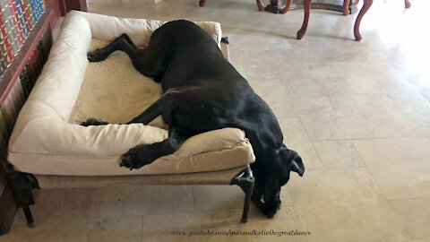Funny Sleepy Great Dane Overflows Jumbo Dog Bed