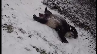 Un panda dans la neige pour ensoleiller votre journée !