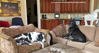Comfy Great Danes Relax Like Bookends Together