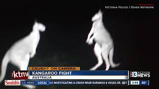 Kangaroos caught on camera fighting