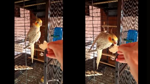 Cockatiel eating from my hand. Lovely pet video