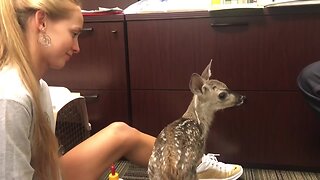 Weeks-old orphaned deer fawn finds home in Bearizona
